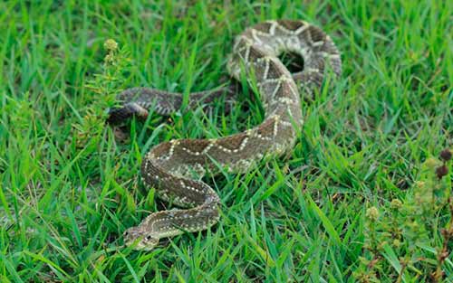 На Полтавщині 28-річну жінку вкусила змія – потерпілу госпіталізували 