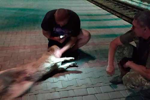 Пес 72-ої бригади загубився по дорозі в ООС і півроку у Гребінці на залізниці чекав армійців