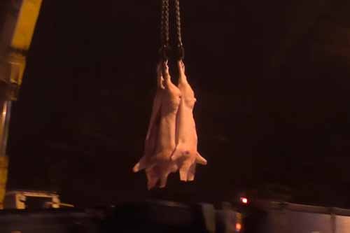 На Лубенщині перевернувся причіп зі свиними тушами