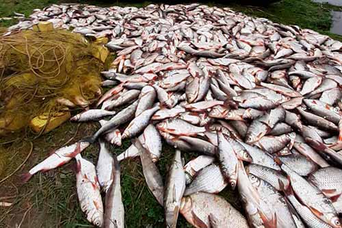 На Полтавщині двоє рибалок незаконно виловили риби на понад 128 тисяч гривень