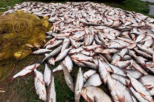 На Полтавщині двоє рибалок незаконно виловили риби на понад 128 тисяч гривень