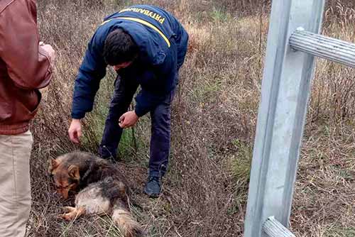 На Пирятинщині рятувальники витягли собаку із занедбаного колодязя
