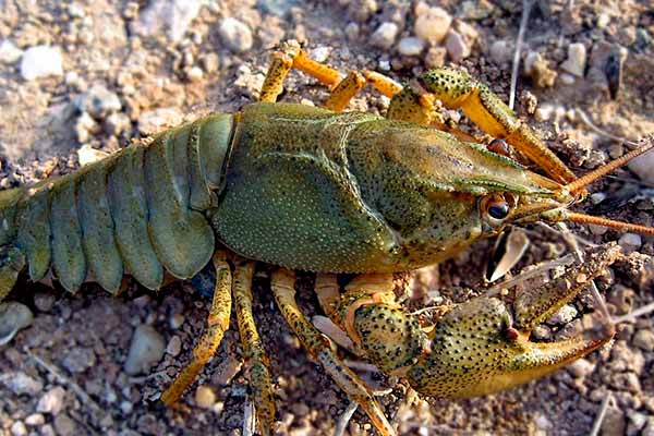 Жителям Полтавської області дозволили добувати раків із дотриманням правил рибальства