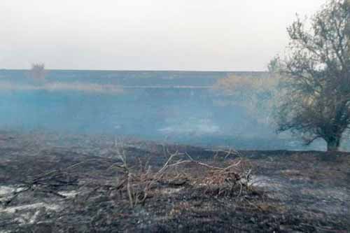 На Полтавщині згоріло 4 га поля з кукурудзою