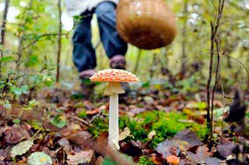 Полтавець отруївся дикорослими грибами