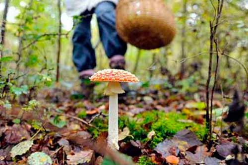 Полтавець отруївся дикорослими грибами