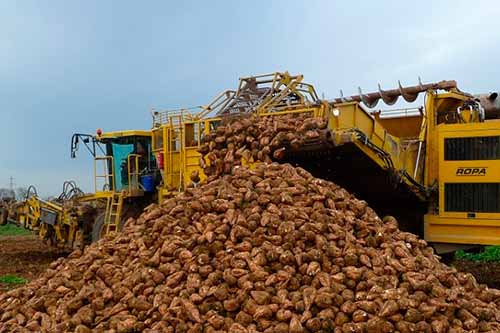 На Полтавщині завершили збирання цукрового буряку