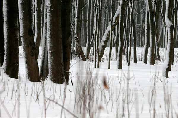 На Полтавщині взято під варту чоловіка, який вбив знайомого та вивіз тіло у ліс