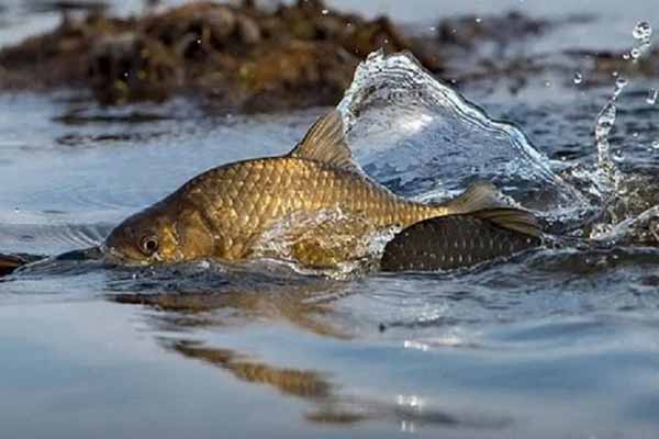 З 1 квітня на Полтавщині заборонено виловлювати рибу