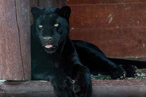 На Полтавщині у зоопарку пантера напала на чоловіка, він в лікарні