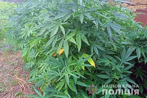 Операція «Мак» на Полтавщині: правоохоронці вилучили півтисячі рослин конопель