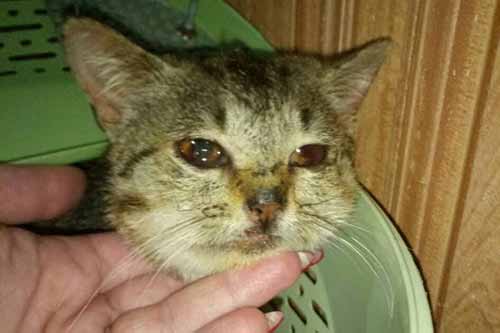 У Лубнах місцевий житель отримав реальне покарання за жорстоке поводження з твариною