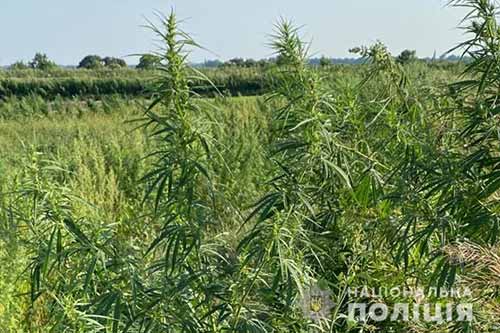 Понад 200 тисяч рослин конопель виявили на Полтавщині