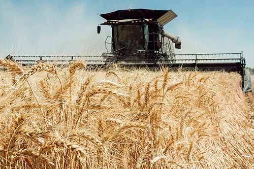На Полтавщині зібрали ранні зернові й зернобобові культури на площі близько 50 тисяч гектарів