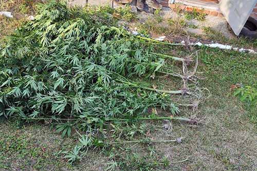 Конопляний врожай зібрали правоохоронці на присадибних ділянках у жителів Полтавщини