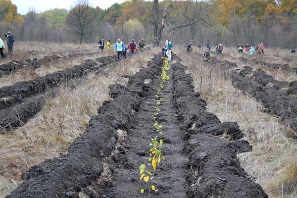 На Полтавщині висадили близько 1,8 мільйона дерев