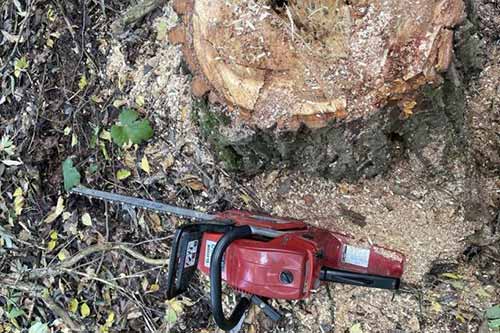 травмувався чоловік під час спилювання дерева