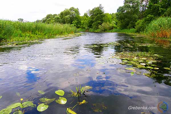 За незаконний вилов риби житель Пирятинщини понесе покарання