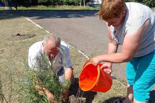 Понад сотню саджанців верби чотирьох видів висаджено у населених пунктах Пирятинської громади