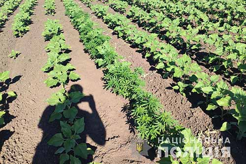 На Полтавщині поліція знайшла серед соняшників тисячі кущів конопель