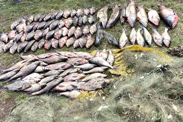 На Полтавщині в заповіднику спіймали браконьєрів з уловом в 100 кг.