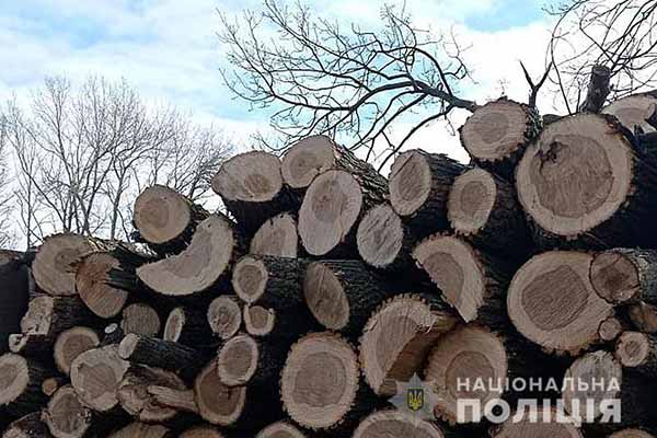 На Полтавщині 52-річний чоловік пиляв дуби в лісосмузі