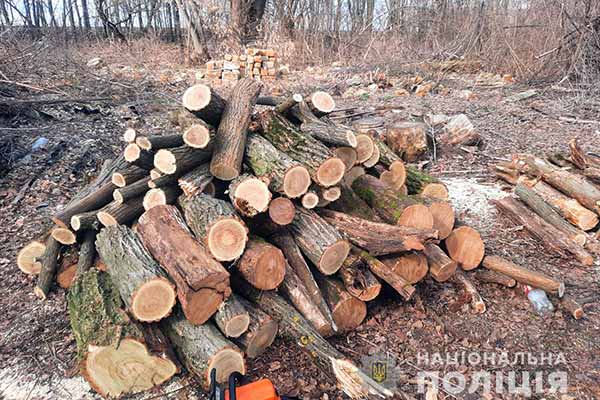 На Полтавщині поліція повідомила про підозру чоловікові у незаконній порубці цінних порід дерев