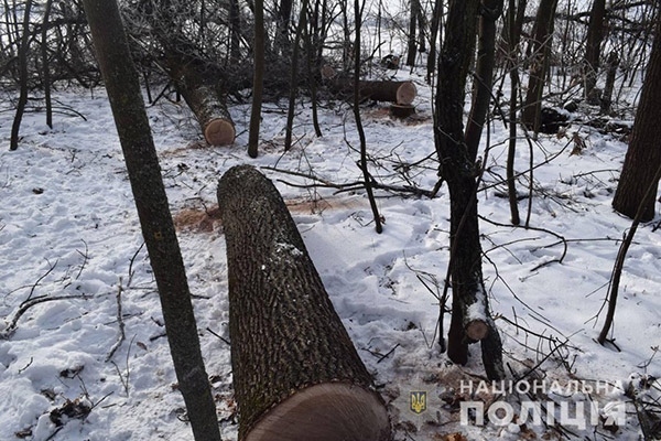 Жителю села Вили Лубенського району за незаконну вирубку дубів загрожує кримінальна відповідальність
