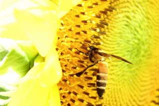 На Полтавщині від соняшників гинуть бджоли