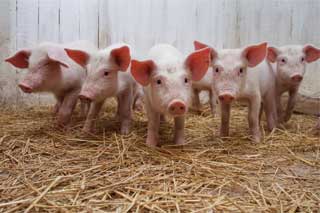 Тарас Кутовий: «Аграрний комітет відстежує ситуацію зі спалахом африканської чуми свиней в Україні»