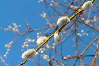 30 березня - "Теплого Олекси"