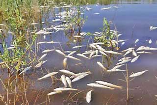 Зупинити браконьєра з електровудочкою!