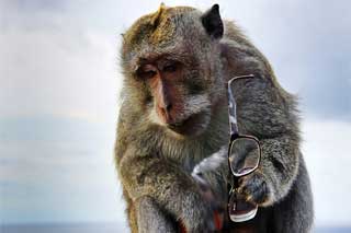 Червона Вогненна Мавпа - символ 2016 року