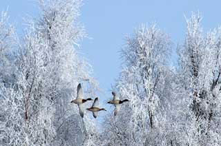 Ворожимо на врожай: народні прикмети січня