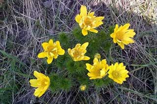 3 березні - Всесвітній день дикої природи