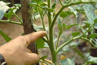 Як впливають погодні умови, що склалися, на городні культури?