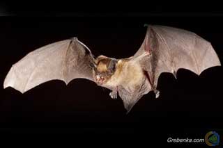 Міжнародна ніч кажанів