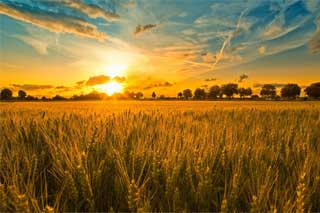 До Дня працівників сільського господарства