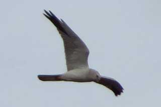 3 березня - Всесвітній день дикої природи