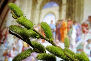 ​Вербна неділя: що можна і що не можна робити з освяченою вербою