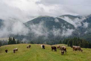 Чому 27 травня вмиваються молоком, вивішують мокру ганчірку і слідкують за ластівками