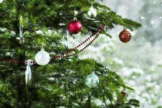 Новорічна ялинка: поради, як обрати зелену красуню