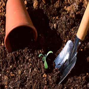 торф для рассады