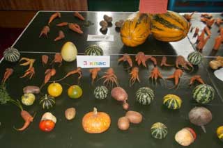 Короваївська школа: Диковинки природи