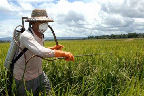 Препарати для захисту рослин саду та городу