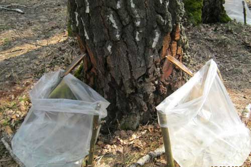 Користь і шкода березового соку