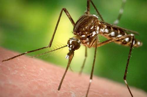 укус комара