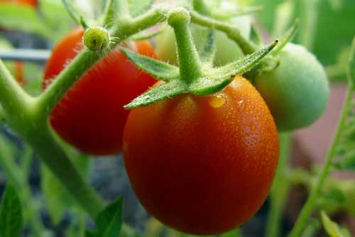 Догляд за помідорами