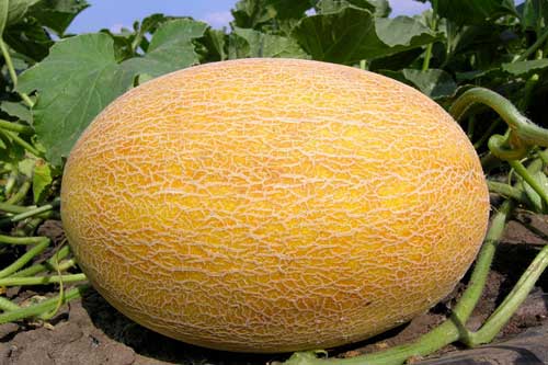 Технологія вирощування дині: посадка, догляд