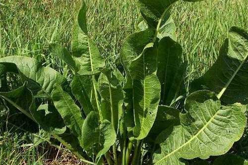 Як вивести хрін з городу?